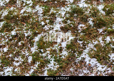 Première neige portant sur l'herbe verte et les feuilles d'automne - Vue de dessus Banque D'Images