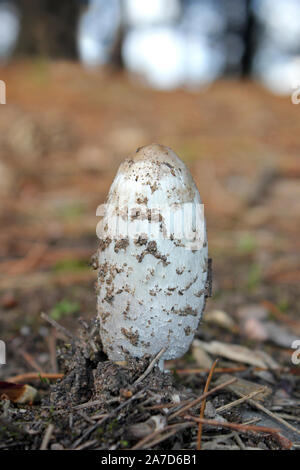 Shaggy Inkcap ou l'avocat, Coprinus comatus perruque qui sortent d'un plancher de bois Banque D'Images