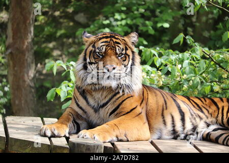 Le tigre mâle, Joao (Panthera tigris sumatrae) Banque D'Images