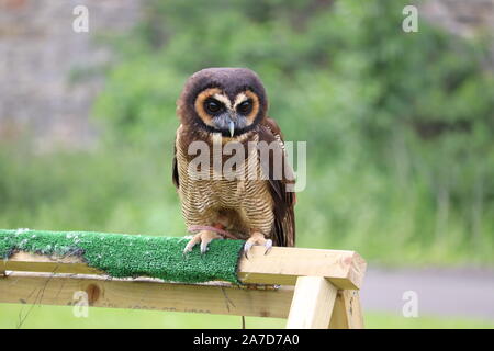 Bois asiatique de sexe masculin, Owl Strix leptogrammica (Buzz) Banque D'Images