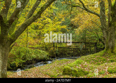 Forêt et rivière en automne au réservoir du Burrateur Dartmoor Parc national Devon. C'est au sommet du réservoir une journée d'automne Banque D'Images