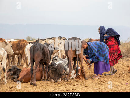 Arusha, Tanzanie, le 8 septembre 2019 : masaï traire sa vache Banque D'Images