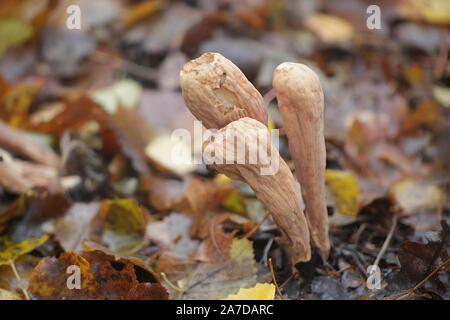 Clavariadelphus pistillaris, connu sous le nom de Club géant champignon, poussent à l'état sauvage en Finlande Banque D'Images