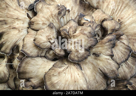 Grifola frondosa, connu sous le nom de maitake, poule des bois et ram's head champignons sauvages comestibles à propriétés médicinales Banque D'Images