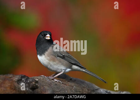 Junco, Courtenay, l'île de Vancouver, Colombie-Britannique, Canada. Banque D'Images