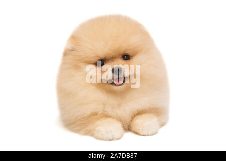 Couleur Beige chiot Pomeranian isolé sur fond blanc Banque D'Images