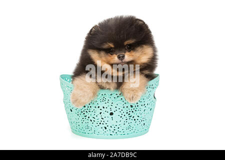 Petit chiot Pomeranian noir est assis dans un panier, isolé sur fond blanc Banque D'Images
