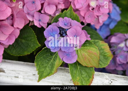 Pomme saine rose, bleu et violet pétales dans un jardin d'été. Les fleurs sont fixés contre un chipping, clôture en bois blanc. Banque D'Images