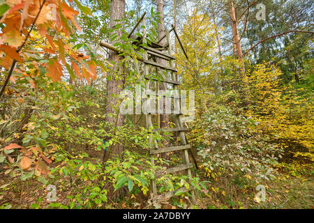 Self-made patiné assise haute en bois d'un chasseur à un arbre dans la forêt d'automne. Vu en Allemagne, en Bavière, en octobre. Banque D'Images