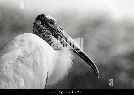 Des bois adultes majestueux, Stork Mycteria americana, dans un noir et blanc portrait de profil Banque D'Images