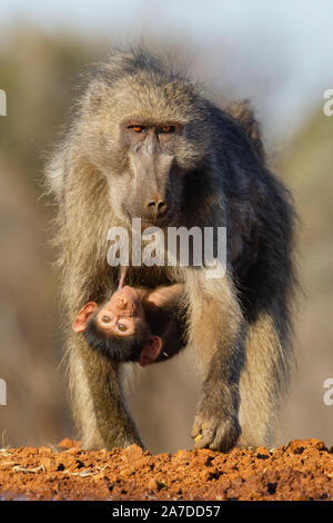 Babouin Chacma femelle (Papio ursinus) avec bébé suckling, Karongwe Game Reserve, Limpopo, Afrique du Sud Banque D'Images