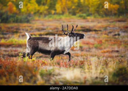 Groupe troupeau de caribou cerf transhumance dans rennes Abisko National Park, la Suède, la Laponie, Comté de Norrboten Banque D'Images