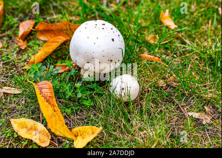 Les champignons sur une prairie qui se tiennent entre le feuillage d'automne. Banque D'Images