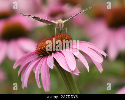 Close-up d'une belle dame (Vanessa cardui) sur les fleurs d'un coneflower Banque D'Images