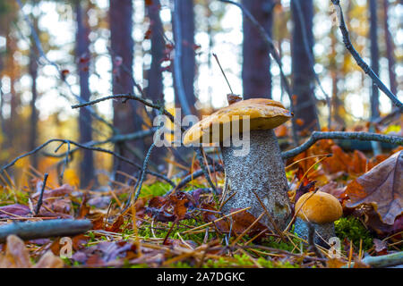 Paire d'orange-cap de champignons dans le bois. Grande et petite culture de champignons d'automne. De plus en plus des aliments matières premières naturelles en forêt. Cep comestibles, végétarien de matières organiques naturelles m Banque D'Images