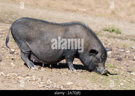 Vietnamien femelle pot-bellied pig / Lon cochon I ét, disparition de race traditionnelle vietnamienne porc domestique miniature Banque D'Images