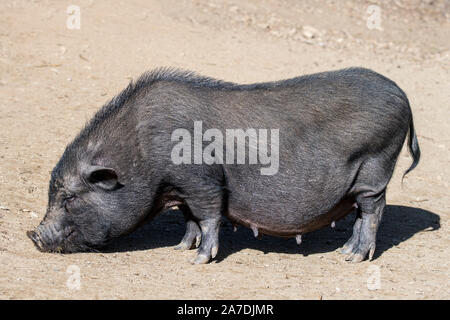 Vietnamien femelle pot-bellied pig / Lon cochon I ét, disparition de race traditionnelle vietnamienne porc domestique miniature Banque D'Images