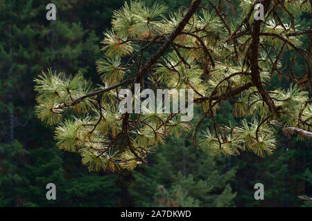 Le pin ponderosa (Pinus ponderosa) aiguilles, Minam State Park, Wallowa Wild and Scenic River, Oregon Banque D'Images