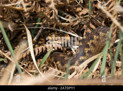 La photo en gros plan d'une vipère femelle (Vipera berus) dans une grande banque dans le soleil, Yorkshire, Angleterre. Banque D'Images