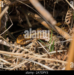 La photo en gros plan d'une vipère femelle (Vipera berus) dans une grande banque dans le soleil, Yorkshire, Angleterre. Banque D'Images