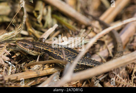 Lézard vivipare/commune mâle (Zootoca vivipara) se dorant dans le nord de l'Angleterre Pennines. Banque D'Images