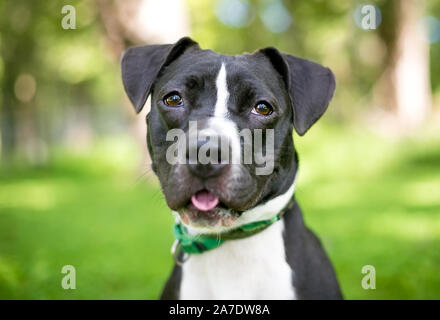 Un noir et blanc pit-bull terrier dog avec une expression heureuse Banque D'Images