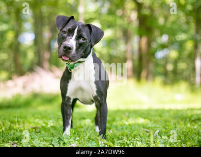 Un noir et blanc pit-bull terrier dog standing outdoors et écouter avec une inclinaison de tête Banque D'Images