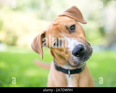 Un mignon jeune Retriever / pit-bull terrier dog écoute avec une inclinaison de tête Banque D'Images
