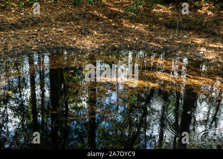 Nature de l'Aquarium de Virginia Beach à pied. L'étang avec des ondulations douces et tomber les feuilles d'automne. Image en arrière-plan. Copier l'espace. De grands arbres reflète dans l'eau. Banque D'Images