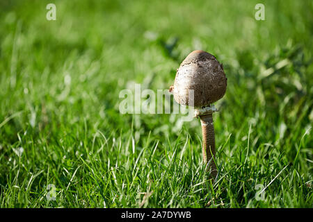 Mushroom au milieu d'une prairie Banque D'Images