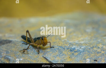 Macro closeup portrait d'une sauterelle, insecte populaires d'Eurasie, espèces de sauterelles Banque D'Images