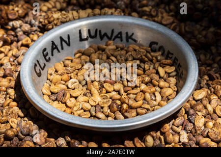 Le Kopi Luwak, café de civette, luwak coffee, faits de partiellement digéré les cerises de café, mangé par l'Asian déféqué et palm civet, Bali, Indonésie Banque D'Images