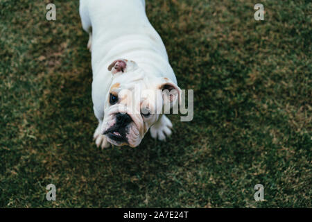 Chiot bouledogue anglais Purebreed portrait Banque D'Images