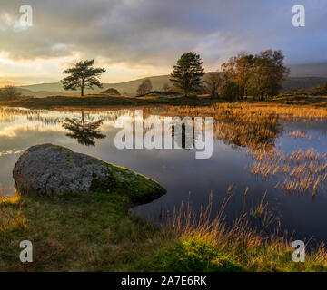 Une forte lumière dorée illumine le paysage de Kelly Hall Tarn près de Torver dans le Lake District, en soulignant l'automne roseaux et solitaire de Boulder. Banque D'Images