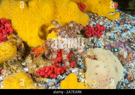 Épines pubescentes, crabe Acantholithodes hispidus, Browning Pass, British Columbia, Canada, Océan Pacifique Banque D'Images