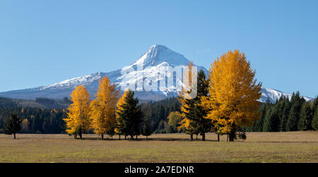 Mt Hood jaune vif avec les arbres en premier plan à l'automne dans l'Oregon, USA Banque D'Images