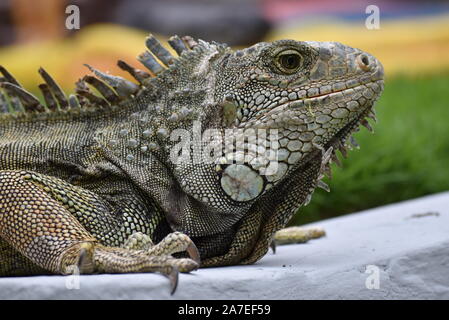 Dans le parc des iguanes iguane à Guayaquil, Equateur Banque D'Images