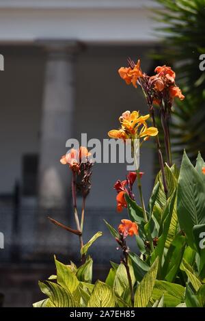 Fleurs de lys de Canna Orange vibrantes dans un cadre de jardin ensoleillé Banque D'Images