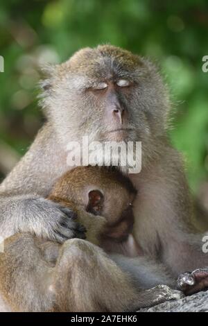 Singes sauvages en Thaïlande Banque D'Images