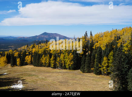 Trembles bordant une piste de ski de l'Arizona sont vêtus de leurs meilleures couleurs d'automne. Banque D'Images