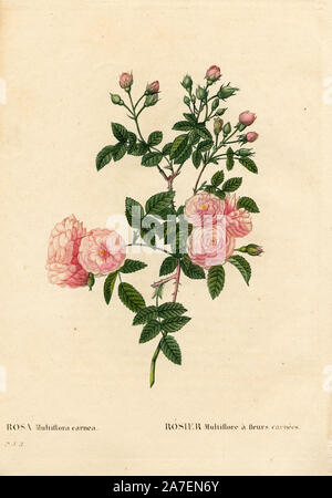 Chair-rose rosier multiflore, Rosa multiflora var. carnea, rosier multiflore à fleurs carnées. Crépi coloriée à la gravure sur cuivre de Pierre Joseph Redoute 'Les Roses', Paris, 1828. Redoute a été artiste botanique à Marie Antoinette et l'Impératrice Joséphine. Il a peint plus de 170 aquarelles de roses des jardins de Malmaison. Banque D'Images