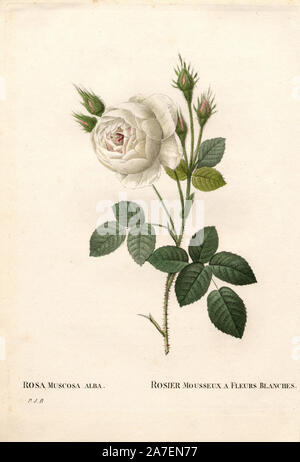 Le livre blanc de Shailer moss rose, Rosa Centifolia muscosa-var. alba, Rosier mousseux à fleurs blanches. Crépi coloriée à la gravure sur cuivre de Pierre Joseph Redoute 'Les Roses', Paris, 1828. Redoute a été artiste botanique à Marie Antoinette et l'Impératrice Joséphine. Il a peint plus de 170 aquarelles de roses des jardins de Malmaison. Banque D'Images