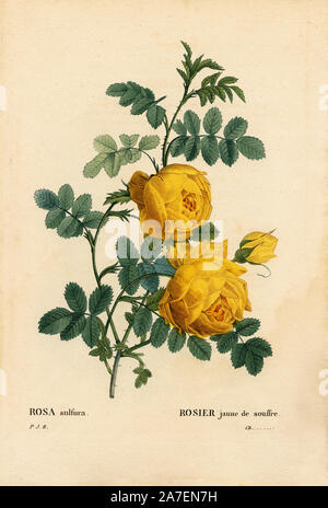 Rose de soufre, Rosa hemisphaerica, Rosier jaune de souffre. Crépi coloriée à la gravure sur cuivre de Pierre Joseph Redoute 'Les Roses', Paris, 1828. Redoute a été artiste botanique à Marie Antoinette et l'Impératrice Joséphine. Il a peint plus de 170 aquarelles de roses des jardins de Malmaison. Banque D'Images