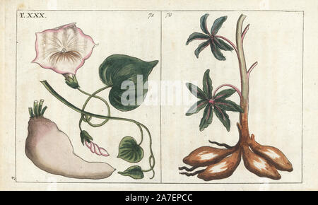 Ipomoea batatas patate douce, manioc, 71 et 72, Manihot esculenta, fleurs et de tubercule. La gravure sur cuivre coloriée d'une illustration botanique de G. T. Wilhelm's 'Unterhaltungen aus der Naturgeschichte' (Encyclopédie d'Histoire Naturelle), Augsburg, 1811. Tobias Gottlieb Wilhelm (1758-1811) était un prêtre et naturaliste à Augsbourg, Bavière. Banque D'Images