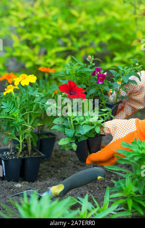 Le jardinage, les semis, fleurs, plantes Woman holding flower planter dans jardin, woman's hands dans des gants de jardinage Banque D'Images