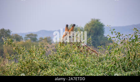 Une girafe solitaires isolés dans la brousse africaine de droit with copy space Banque D'Images