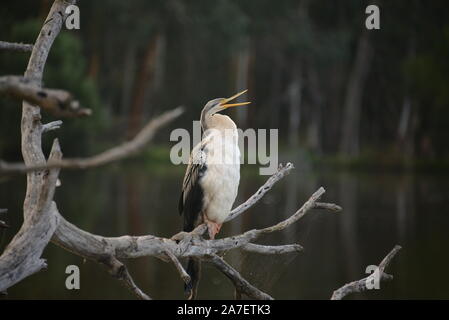 Australasian Darter Banque D'Images