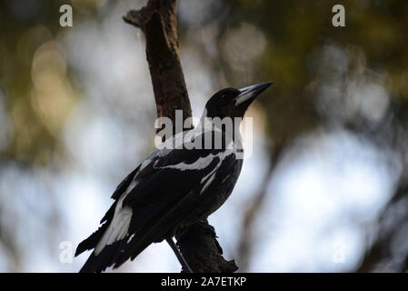 Cassican Flûteur Banque D'Images