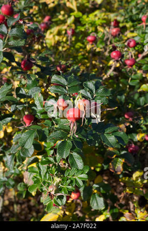 Rosa 'Fru Dagmar Hastrup' hanches en automne. Banque D'Images