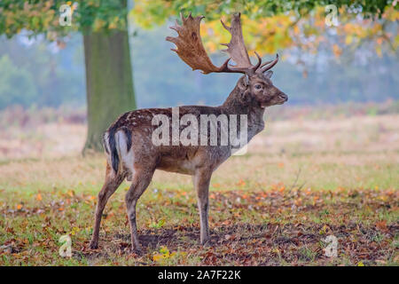 Red Deer Stag se tient en alerte surveiller de près dans les bois Banque D'Images